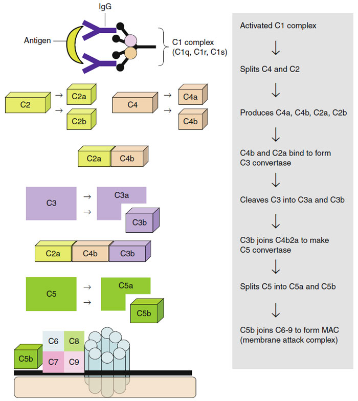 Complement System Basic Science And Immunology