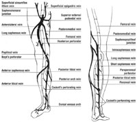 The Deep Venous System | Venous Anatomy of the Lower Extremity